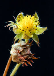 Attēlu rezultāti vaicājumam “Argentina anserina bud”