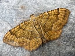 Attēlu rezultāti vaicājumam “Camptogramma bilineata”