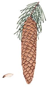 Attēlu rezultāti vaicājumam “Picea abies fruit”