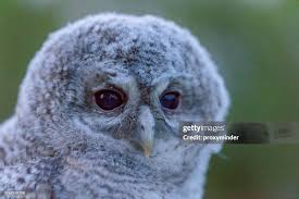 Attēlu rezultāti vaicājumam “Strix aluco”