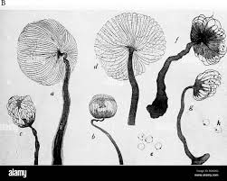 Attēlu rezultāti vaicājumam “Cribraria purpurea”