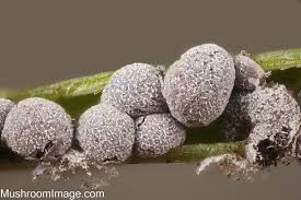 Attēlu rezultāti vaicājumam “Physarum bryomacrocarpum sessile”