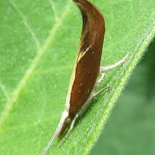 Attēlu rezultāti vaicājumam “Ypsolopha dentella”