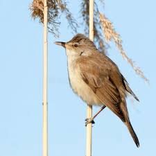 Image result for Acrocephalus arundinaceus