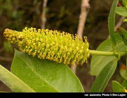 Attēlu rezultāti vaicājumam “Salix triandra male flower”