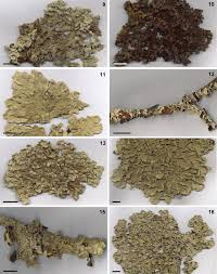 Attēlu rezultāti vaicājumam “Hypotrachyna sp.”