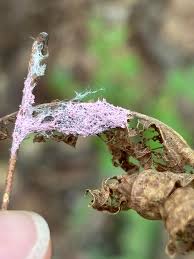 Attēlu rezultāti vaicājumam “Fuligo septica var. candida macro”