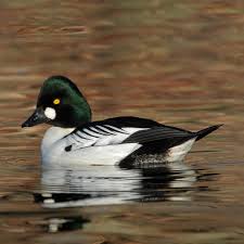 Attēlu rezultāti vaicājumam “Bucephala clangula”