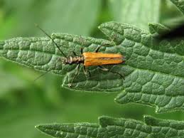 Attēlu rezultāti vaicājumam “Oedemera femorata”