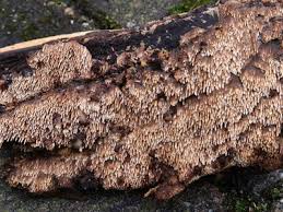 Attēlu rezultāti vaicājumam “Mycoacia fuscoatra”