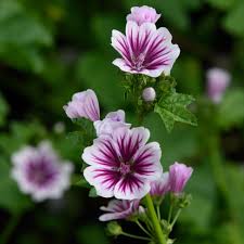 Image result for Malva sylvestris 'Zebrina'
