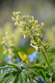 Attēlu rezultāti vaicājumam “Corydalis cava leaf”