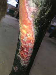 Image result for "proud flesh"