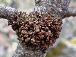 Attēlu rezultāti vaicājumam “Cetraria sepincola”