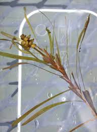 Attēlu rezultāti vaicājumam “Potamogeton trichoides leaf”