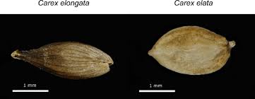 Attēlu rezultāti vaicājumam “Carex elongata”