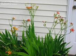 Image result for Pardancanda norrisii