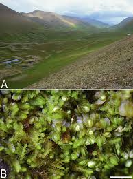 Attēlu rezultāti vaicājumam “Nardia scalaris”