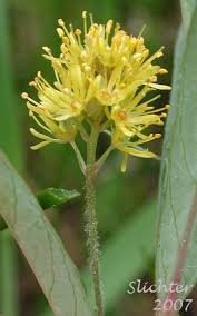 Attēlu rezultāti vaicājumam “Lysimachia thyrsiflora”
