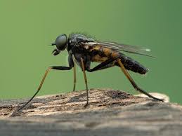 Attēlu rezultāti vaicājumam “Rhagionidae”