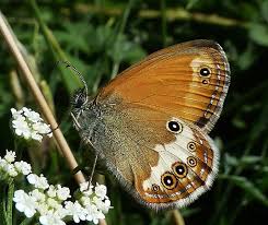 Attēlu rezultāti vaicājumam “Coenonympha hero underside”