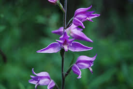 Attēlu rezultāti vaicājumam “Cephalanthera rubra leaf”
