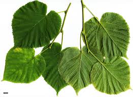 Attēlu rezultāti vaicājumam “Tilia platyphyllos Laciniata”