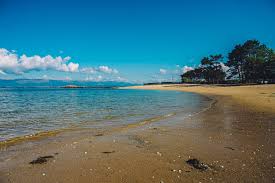 Image result for selvatici tehron