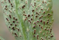 Attēlu rezultāti vaicājumam “Tranzschelia anemones”