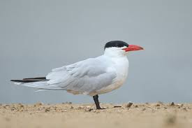 Attēlu rezultāti vaicājumam “Hydroprogne caspia”