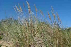 Attēlu rezultāti vaicājumam “Ammophila arenaria”