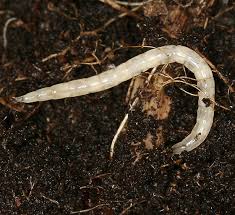 Attēlu rezultāti vaicājumam “Therevidae larva”