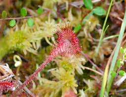 Attēlu rezultāti vaicājumam “Drosera rotundifolia flower”