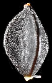 Attēlu rezultāti vaicājumam “Fallopia convolvulus fruit”