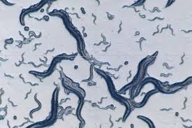 Attēlu rezultāti vaicājumam “Comatricha elegans var. microspora”