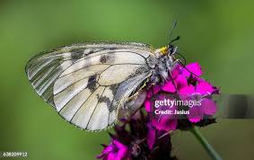 Attēlu rezultāti vaicājumam “Parnassius mnemosyne”