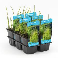 Attēlu rezultāti vaicājumam “Equisetum fluviatile”