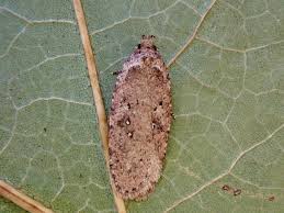 Attēlu rezultāti vaicājumam “Agonopterix heracliana”