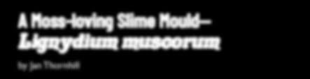 Attēlu rezultāti vaicājumam “Lignydium muscorum young”