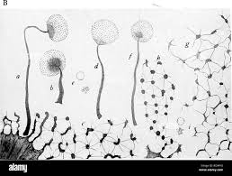 Attēlu rezultāti vaicājumam “Cribraria intricata”