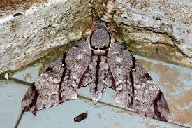Attēlu rezultāti vaicājumam “Sphingidae”