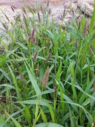 Attēlu rezultāti vaicājumam “Setaria viridis”