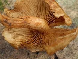 Attēlu rezultāti vaicājumam “Gymnopilus sapineus”