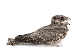 Attēlu rezultāti vaicājumam “Caprimulgus europaeus juvenile”