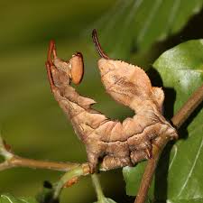 Attēlu rezultāti vaicājumam “Stauropus fagi”