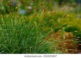 Attēlu rezultāti vaicājumam “Sesleria caerulea bud”