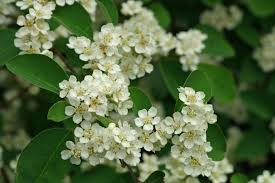 Attēlu rezultāti vaicājumam “Cotoneaster multiflorus leaf”