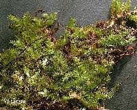 Attēlu rezultāti vaicājumam “Brachythecium rutabulum sporophyte”