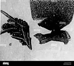 Attēlu rezultāti vaicājumam “Cribraria languescens”