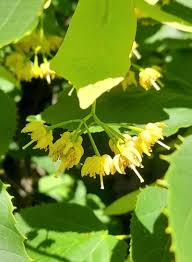 Attēlu rezultāti vaicājumam “Tilia americana”